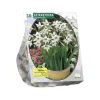 Baltus Bodemverbeteraars<Acidanthera Bicolor per 30