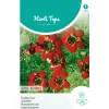 Horti Tops Moestuin<Adonis (Kooltje vuur) roodbloeiend, zaad