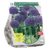 Baltus Bodemverbeteraars<Allium Aflatunense Purple Sensation per 15