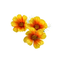 Everlands Kunstplanten En Kunstbloemen<Calliopsis geel 64 cm