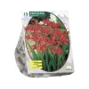 Baltus Bodemverbeteraars<Crocosmia Lucifer per 15 stuks