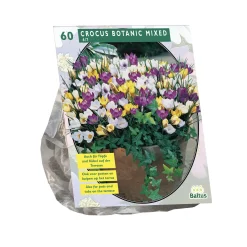 Baltus Bodemverbeteraars<Crocus Botanisch mix per 60
