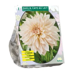 Baltus Bodemverbeteraars<Dahlia Dinnerplate Café au Lait per 1