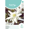 Horti Tops Moestuin<Edelweiss