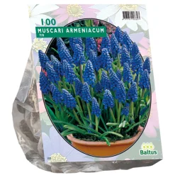 Baltus Bodemverbeteraars<Muscari Armeniacum per 100