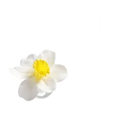 Decoris Kunstplanten En Kunstbloemen<Narcis 39 cm