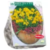 Baltus Bodemverbeteraars<Narcis Mini Tete a Tete per 20