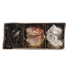 Natural Collections Woondecoratie<Schelpen 18 x 6 cm 3 assorti