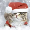Duni Kerstdecoratie<Servet 33 x 33 cm Kitten Christmas