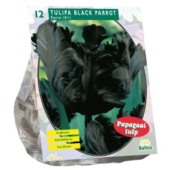 Baltus Bodemverbeteraars<Tulipa Black Parrot Parkiet per 12