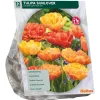 Baltus Bodemverbeteraars<Tulipa Dubbel Laat Sunlover per 12