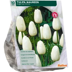 Baltus Bodemverbeteraars<Tulipa Maureen Enkel Laat per 10