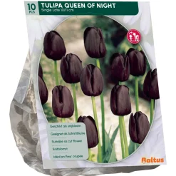 Baltus Bodemverbeteraars<Tulipa Queen of Night Enkel Laat per 10