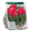 Baltus Bodemverbeteraars<Tulipa Roodkapje Greigii per 15