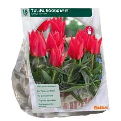 Baltus Bodemverbeteraars<Tulipa Roodkapje Greigii per 15