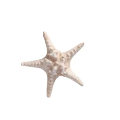 Natural Collections Woondecoratie<Zeester 19 cm 2 assorti