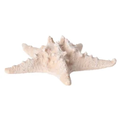 Natural Collections Woondecoratie<Zeester 19 cm 2 assorti