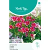 Horti Tops Moestuin<Zomerazalea Enkelbloemig Mix